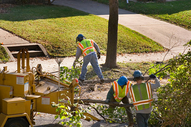 Tree Service Company in Goose Creek, SC